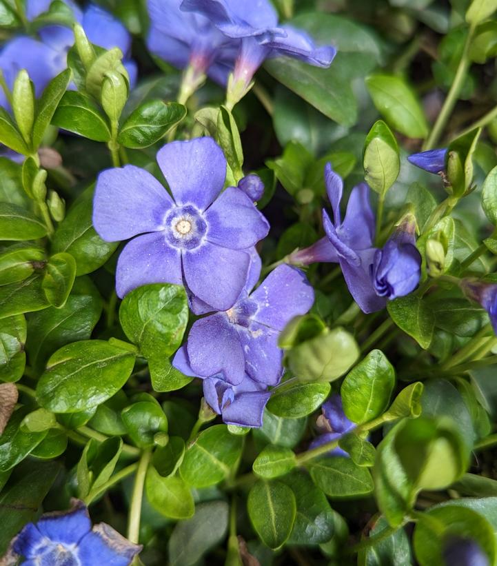 Vinca minor 'Bowles'