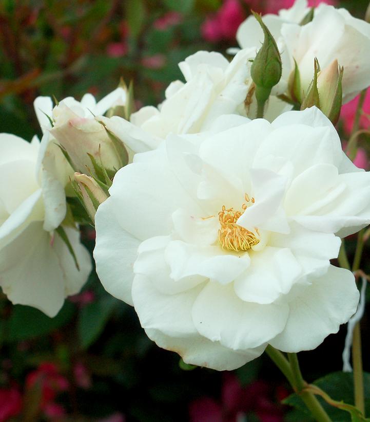 Rosa Iceberg