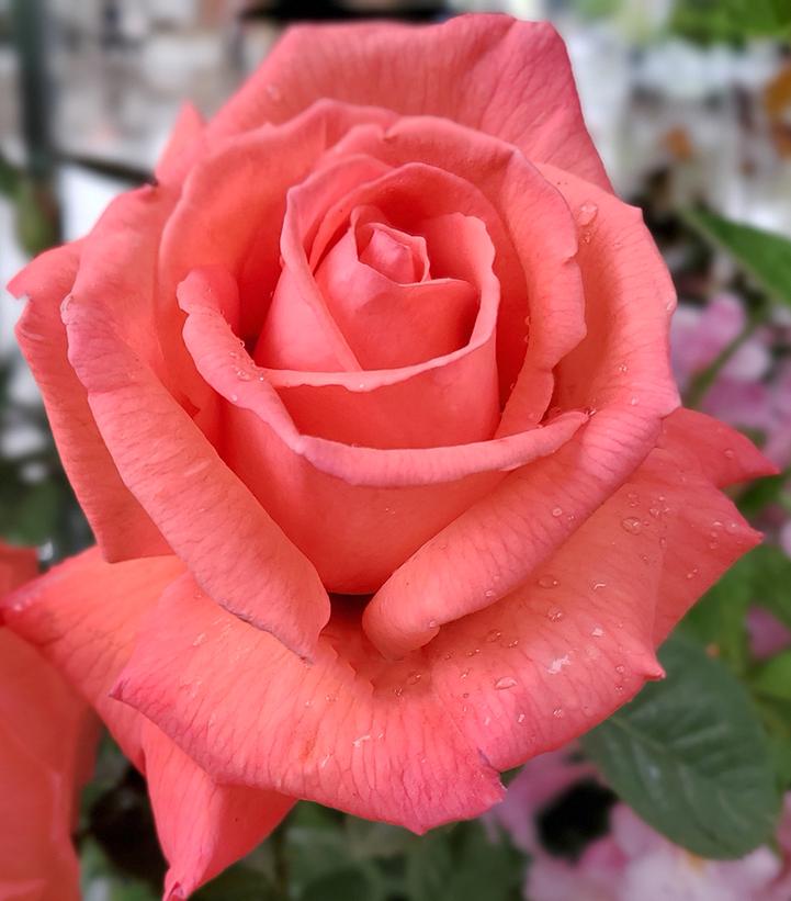 Rosa X Tropicana