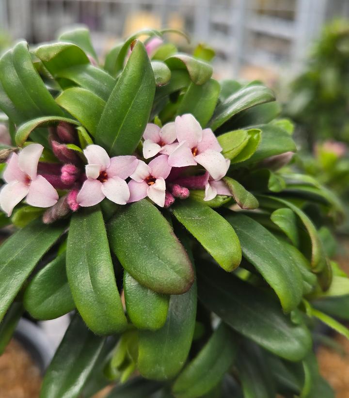 Daphne x transatlantica 'Eternal Fragrance'