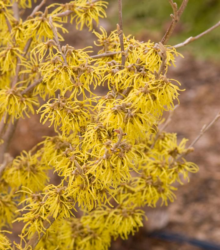 Hamamelis X int. Arnold Promise
