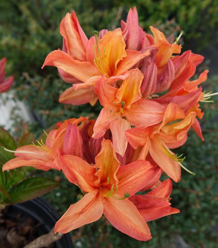 Azalea x Northern Lights 'Mandarin Lights'