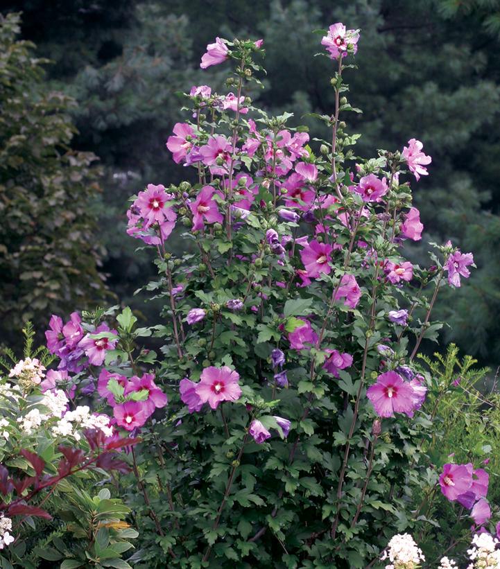 Hibiscus syriacus Violet Satin®