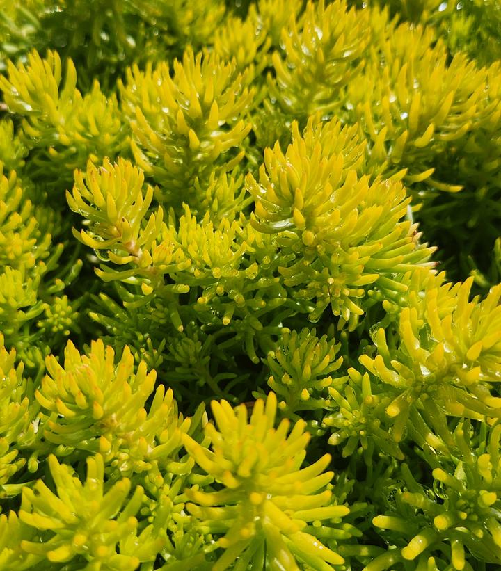Sedum rupestre 'Angelina'