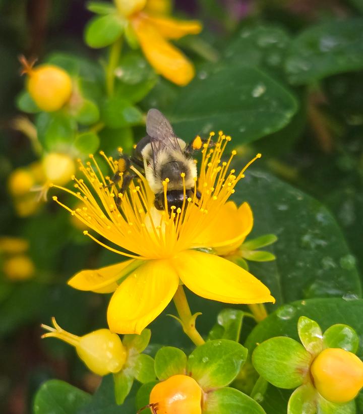 Hypericum inodorum Pumpkin