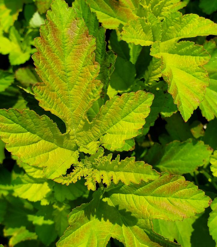 Physocarpus Amber Jubilee™