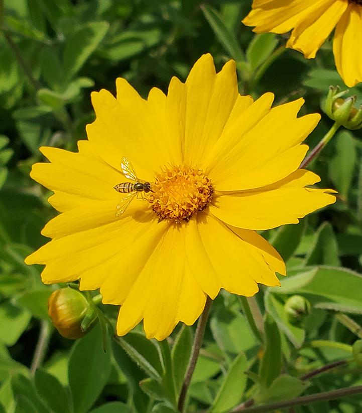 Coreopsis pubescens 'Sunshine Superman'