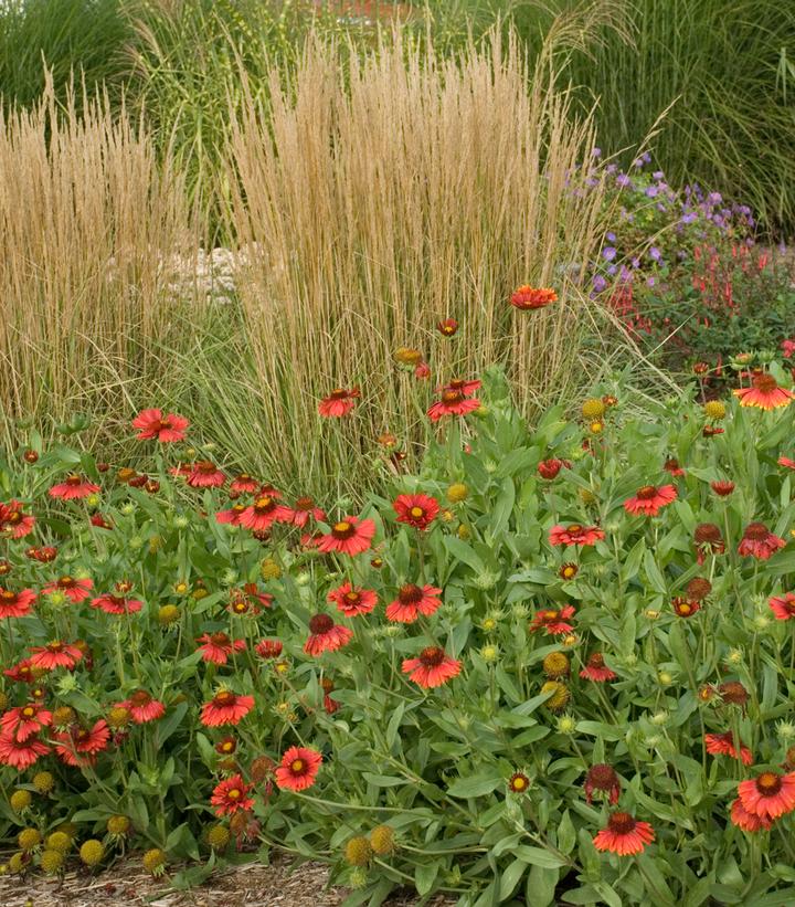 Gaillardia aristata Burgundy