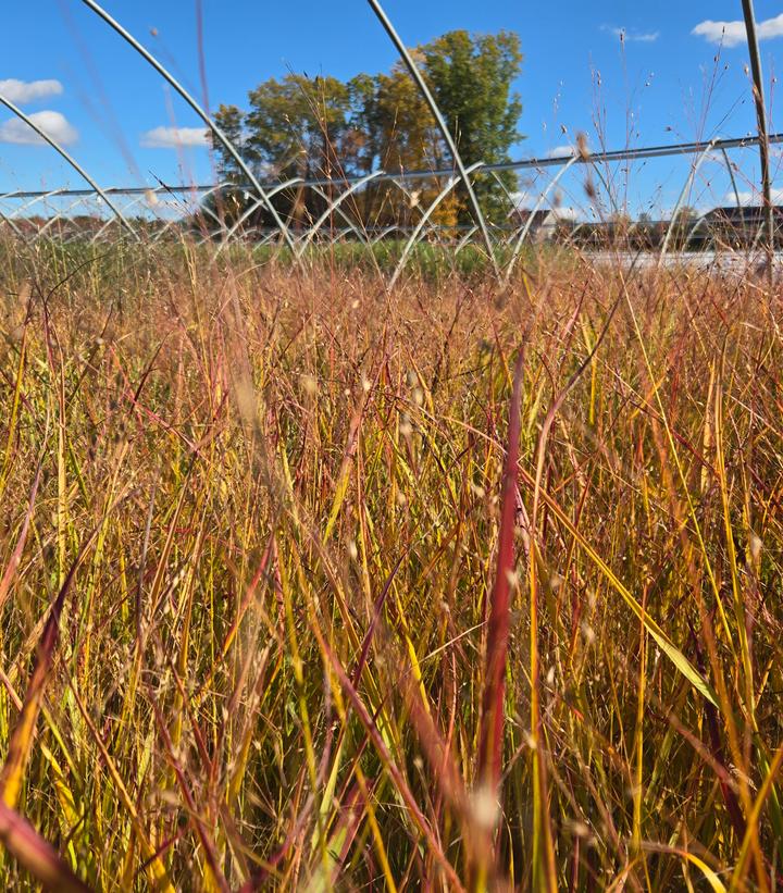 Panicum virgatum Shenandoah