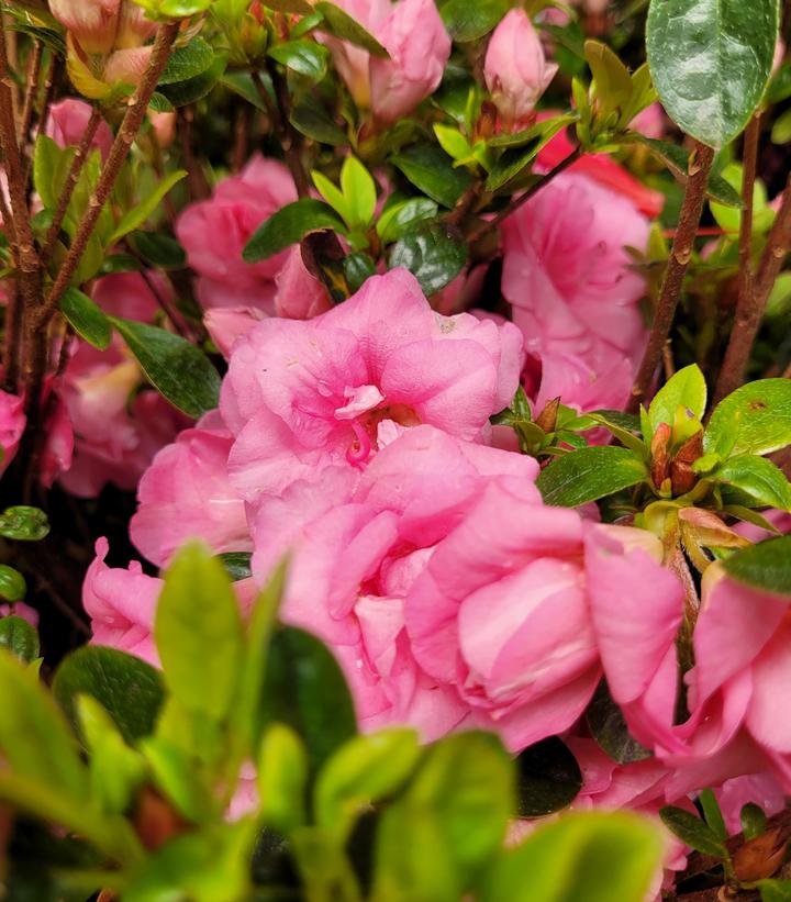 Azalea x 'Rosebud'