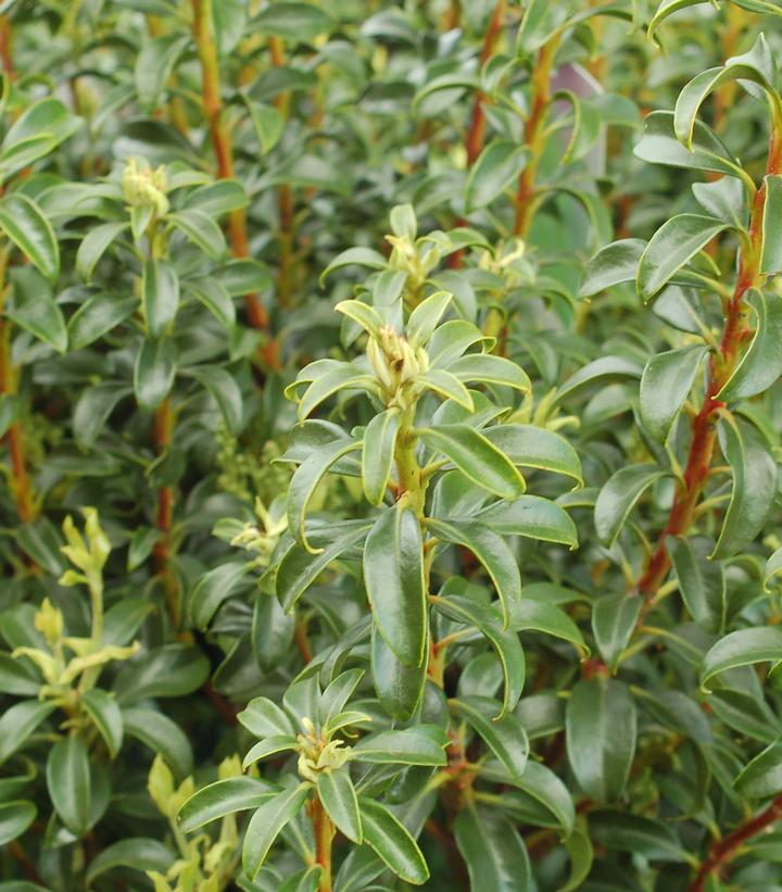 Kalmia latifolia Little Linda