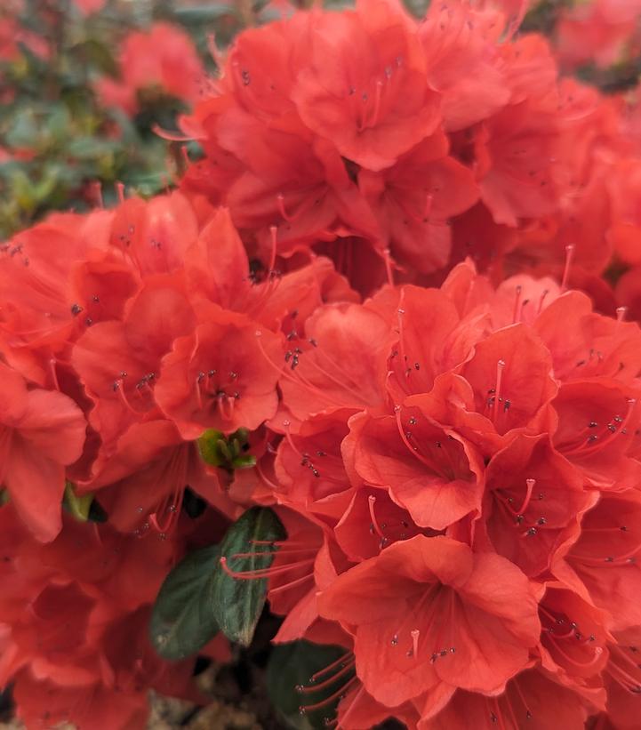 Azalea x 'Stewartstonian'