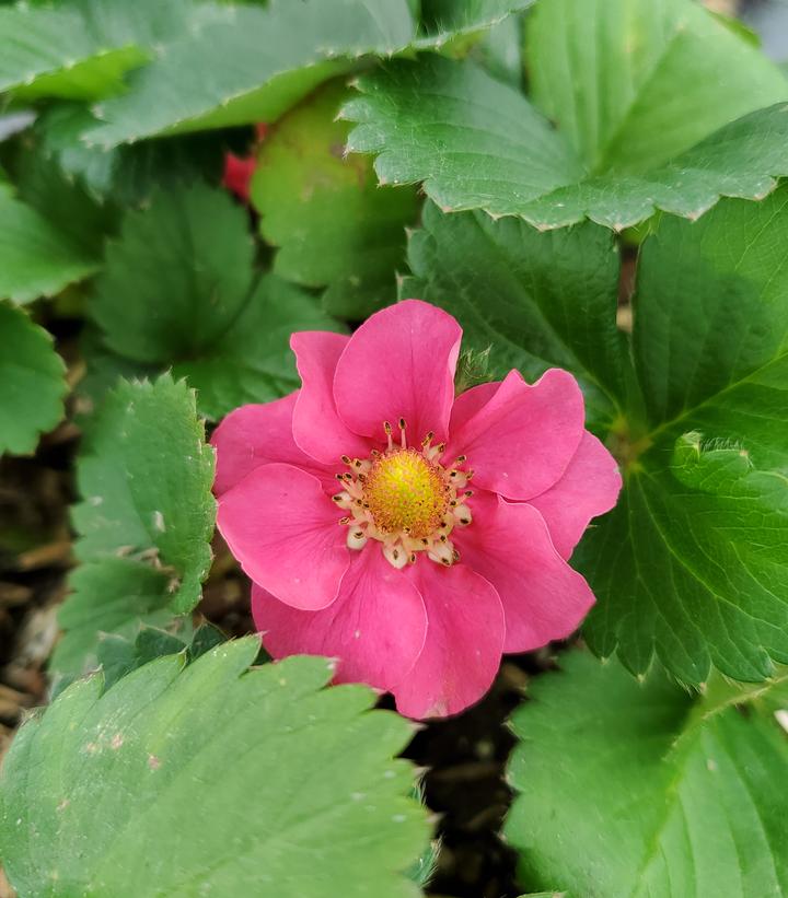 Strawberry 'Gasana'