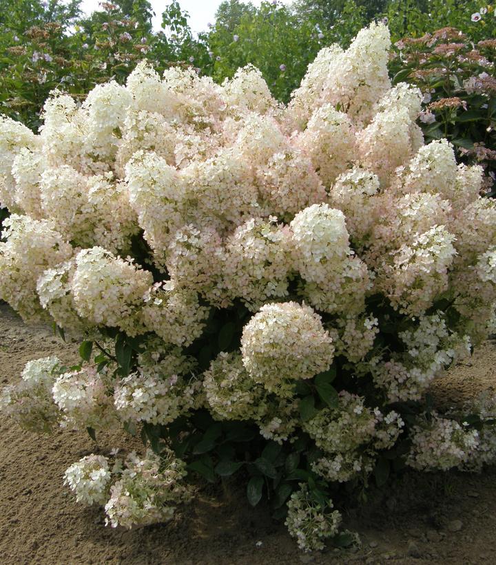 Hydrangea paniculata Bobo®