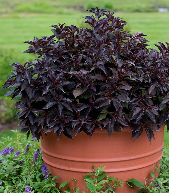 Weigela florida Spilled Wine®