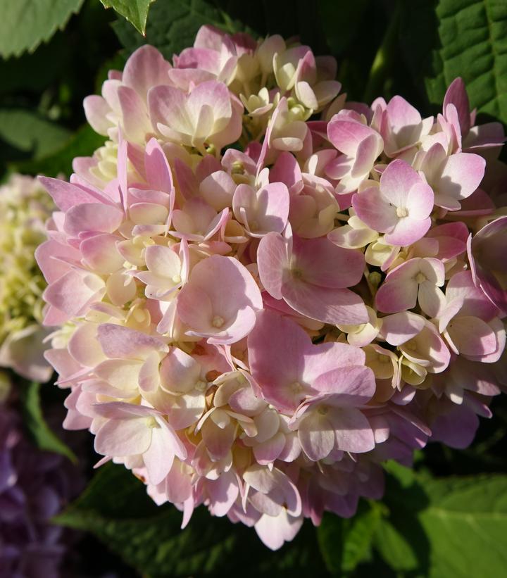 Hydrangea macrophylla Nantucket Blue