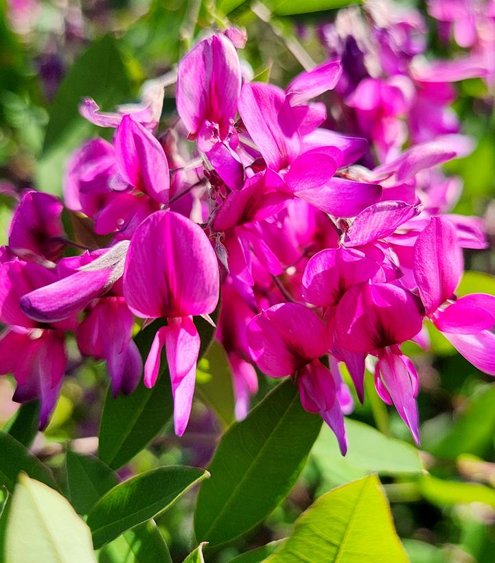 Lespedeza Gibraltar