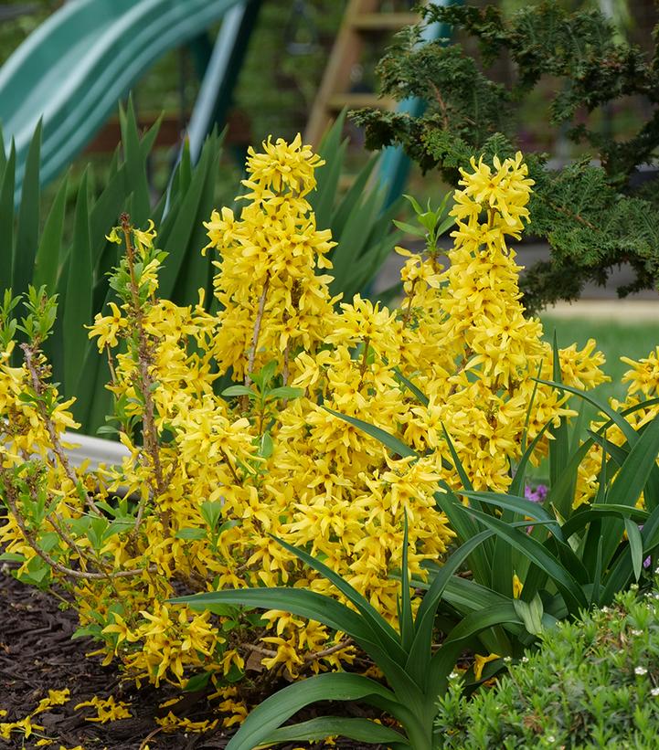 Forsythia x Show Off® Sugar Baby®