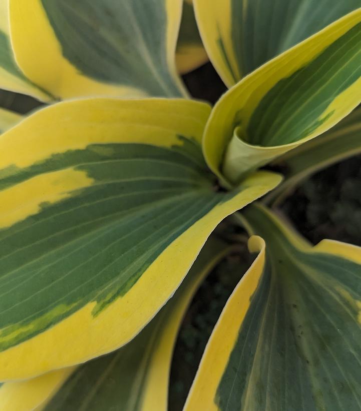 Hosta hybrid Shadowland® Shadowland® 'Autumn Frost'