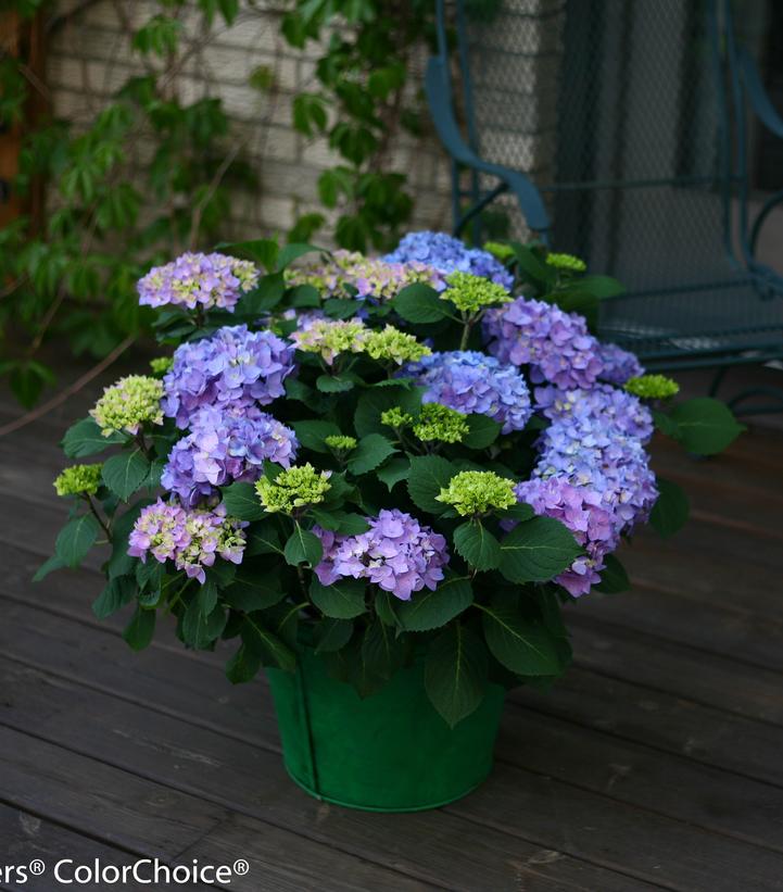 Hydrangea macrophylla Let's Dance® Let's Dance® Rhythmic Blue®