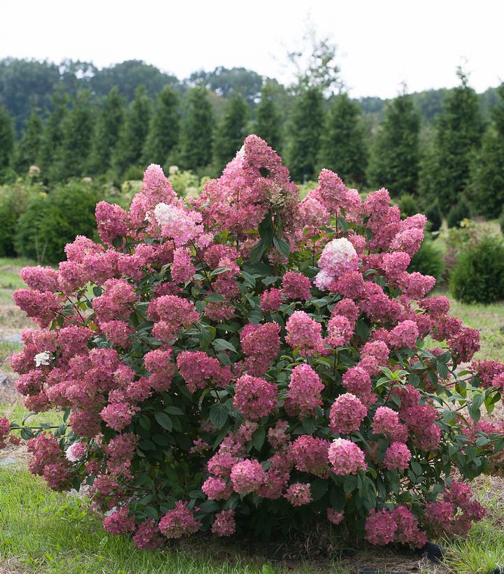 Hydrangea paniculata Fire Light®