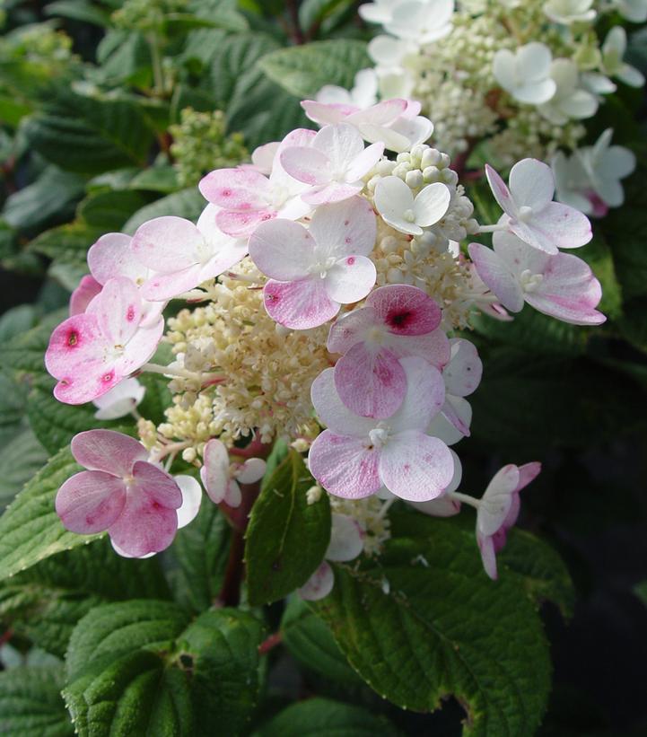 Hydrangea paniculata Little Quick Fire®