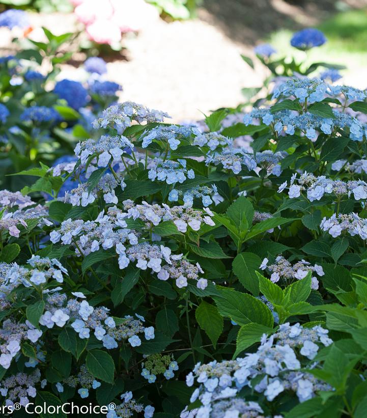 Hydrangea serrata Tiny Tuff Stuff™