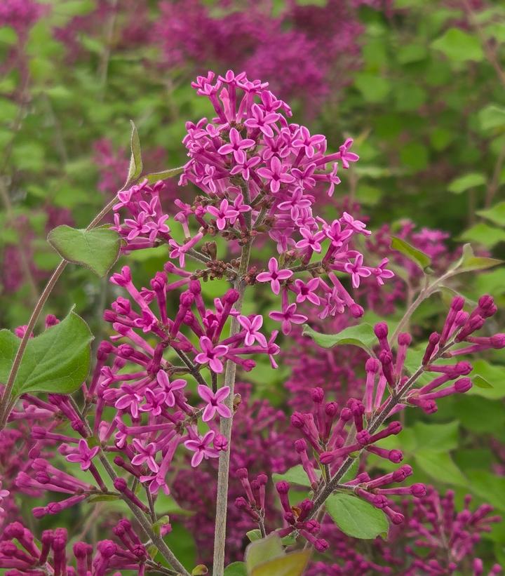 Syringa x Bloomerang® Bloomerang® Dark Purple