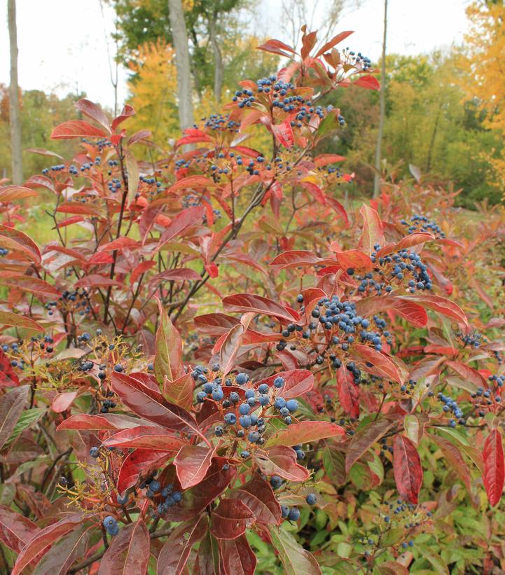 Viburnum nudum Brandywine™