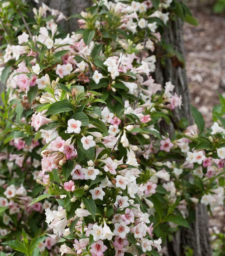 Weigela florida Sonic Bloom® Sonic Bloom® Pearl