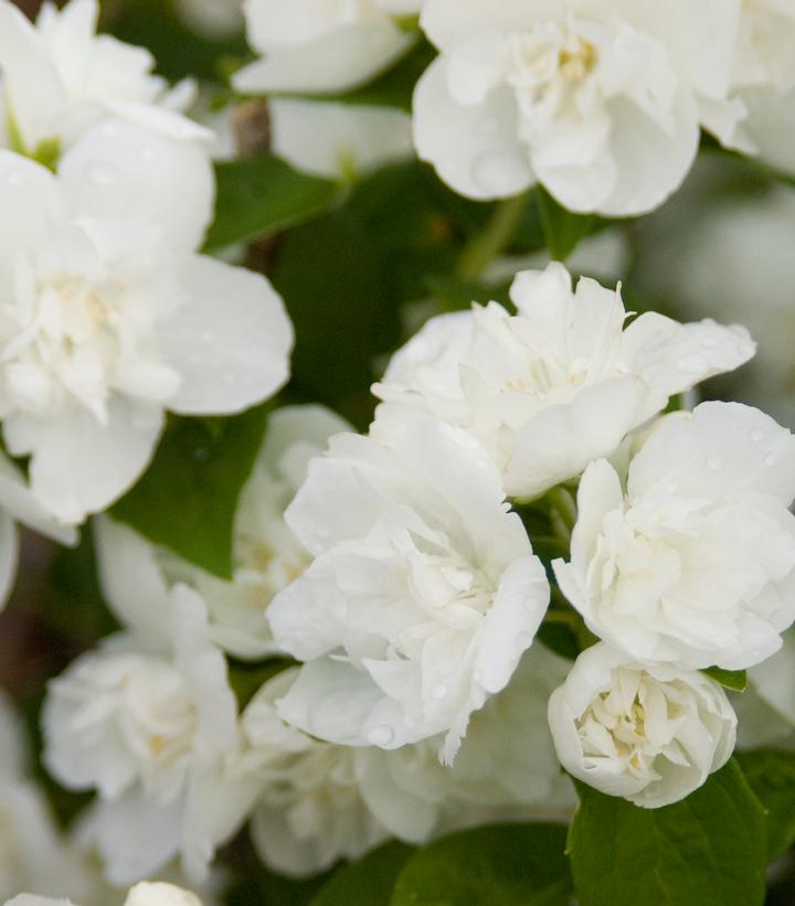 Philadelphus x virginalis Snow White™
