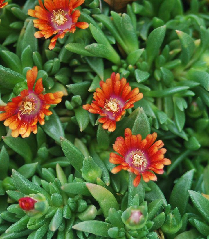 Delosperma x Fire Spinner®