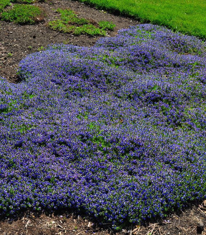 Veronica x 'Tidal Pool'