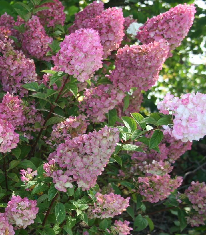 Hydrangea paniculata Strawberry Sundae®