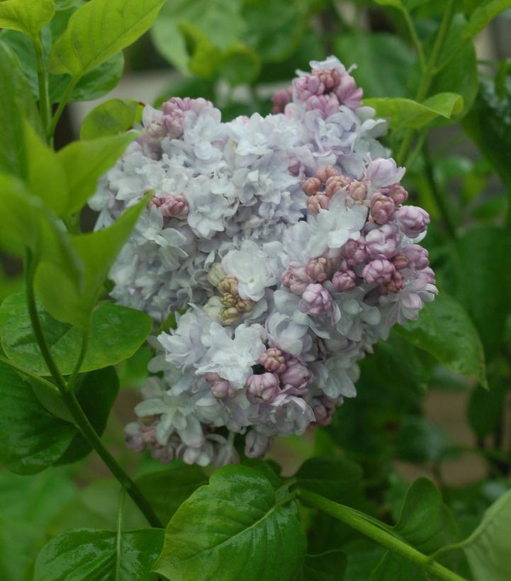 Syringa x hyacinthiflora 'Equinox Valley'