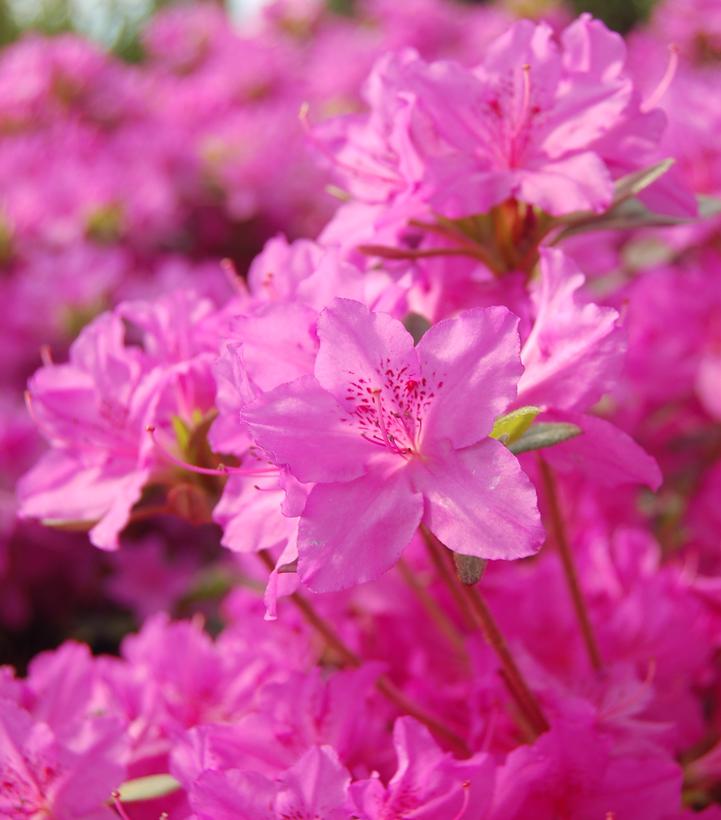 Azalea x 'Karen'