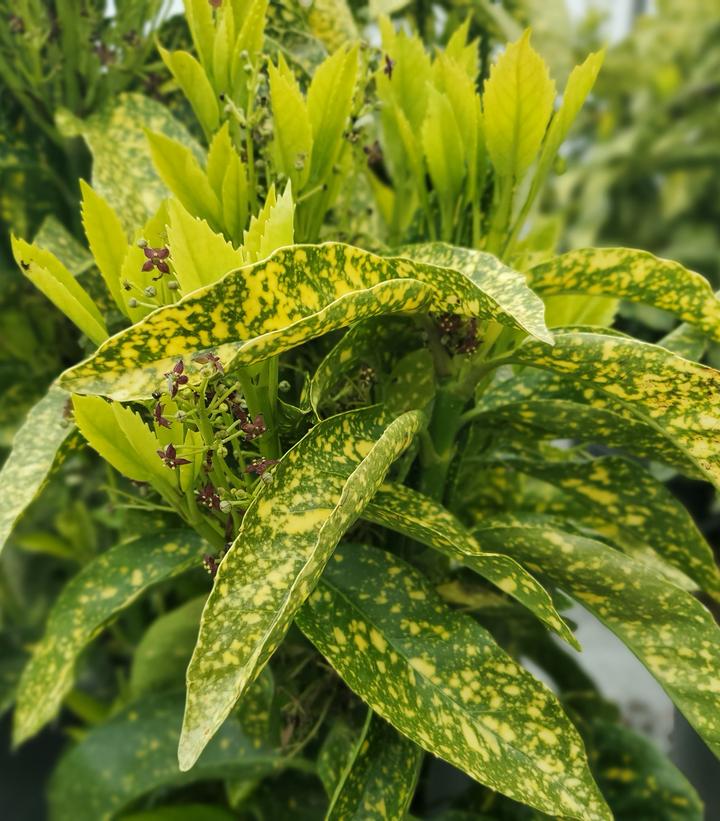 Aucuba japonica 'Variegata' - Gold Dust