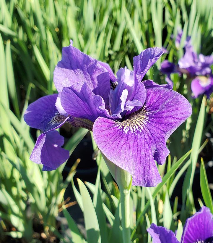 Iris sibirica Ruffled Velvet