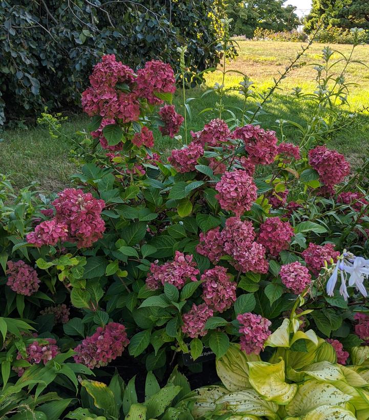 Hydrangea macrophylla Endless Summer® Collection Endless Summer® Bloomstruck®