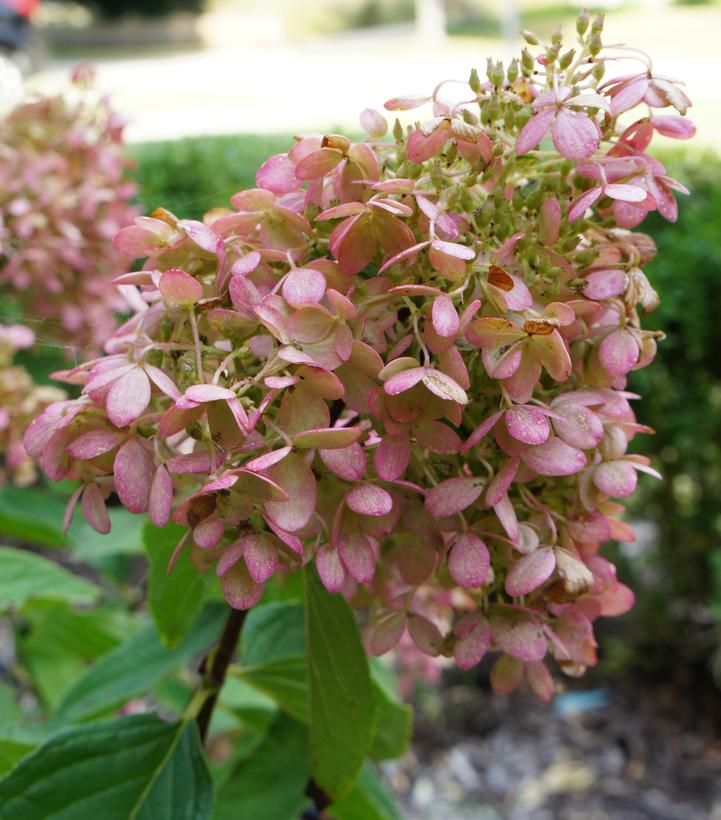 Hydrangea paniculata Sweet Summer