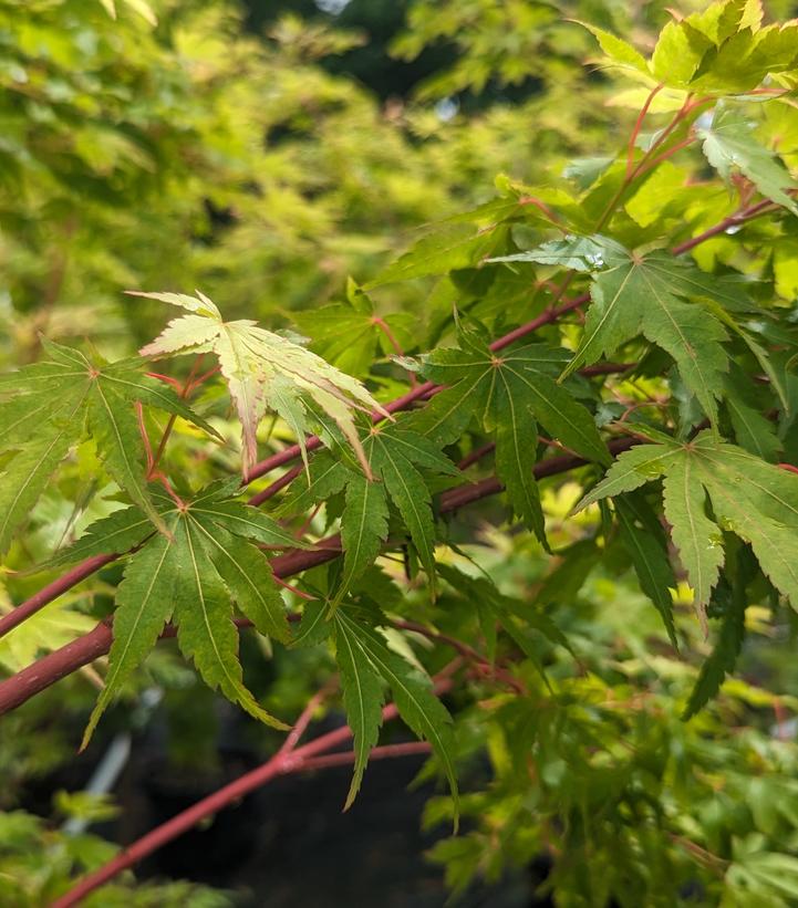 Acer palmatum 'Sango Kaku'