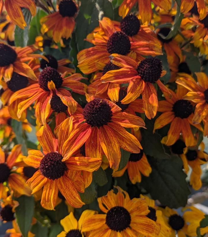 Rudbeckia triloba 'Prairie Glow'