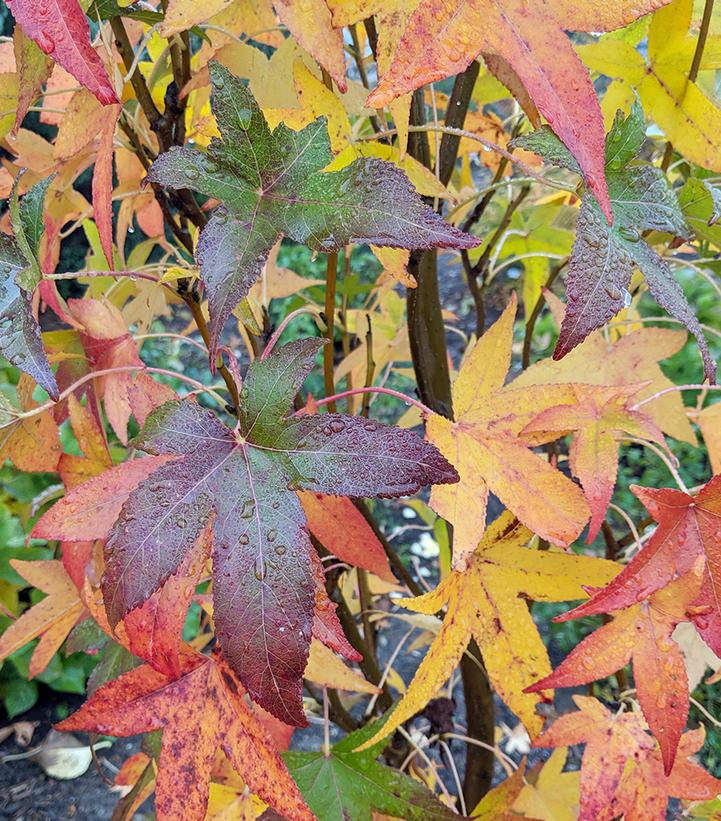 Liquidambar styraciflua Slender Silouette