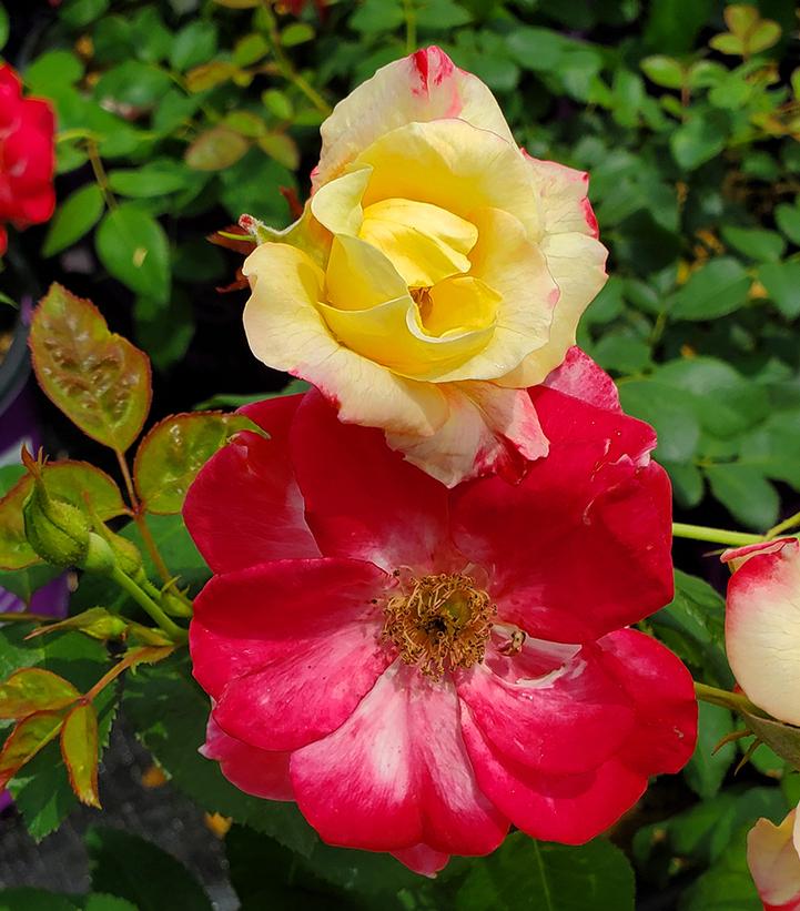 Rosa Campfire