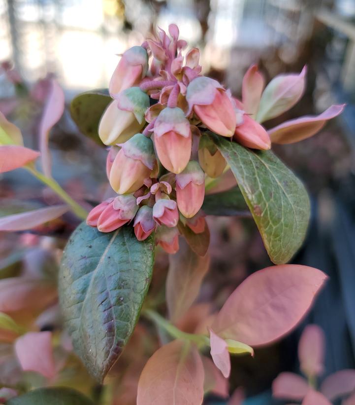 Vaccinium corymbosum hybrid Bushel and Berry® Pink Icing®