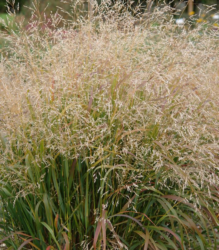 Panicum virgatum Cape Breeze