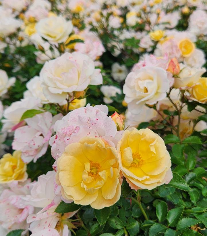 Rosa Popcorn Drift®