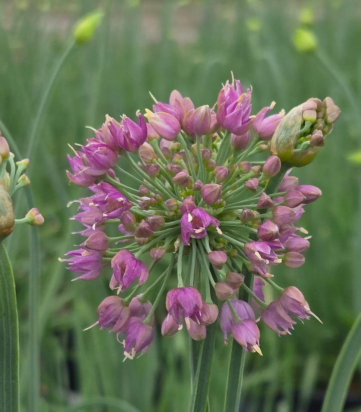 Allium x 'Medusa'