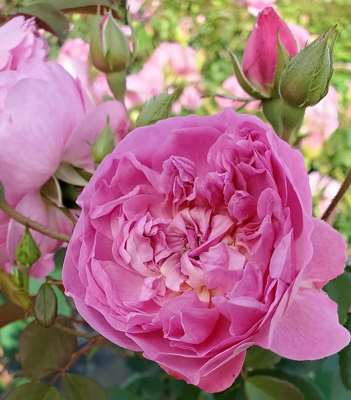 Rosa Harlow Carr®