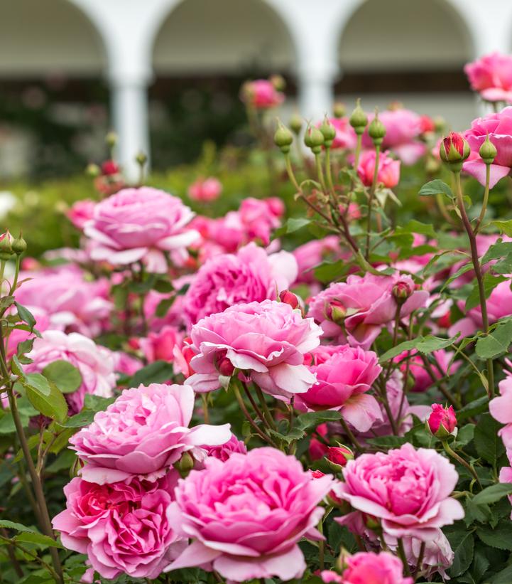 Rosa Princess Alexandra of Kent